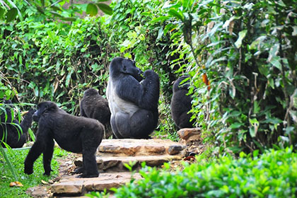 Bwindi Impenetrable Mountain Gorilla Trek