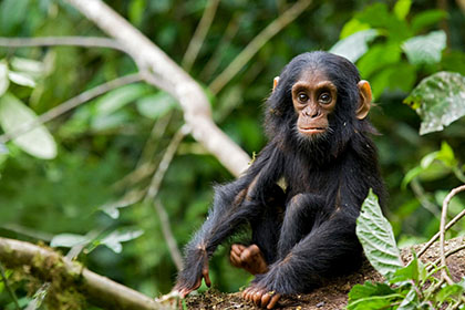 Kibale National Park Chimpanzee Tracking Safari