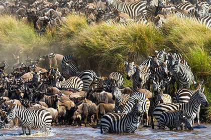 Masai Mara Great Migration Wildlife Safari
