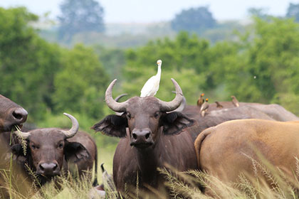 Queen Elizabeth National Park Wildlife Safari