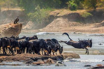 Serengeti National Park Great Migration Safari